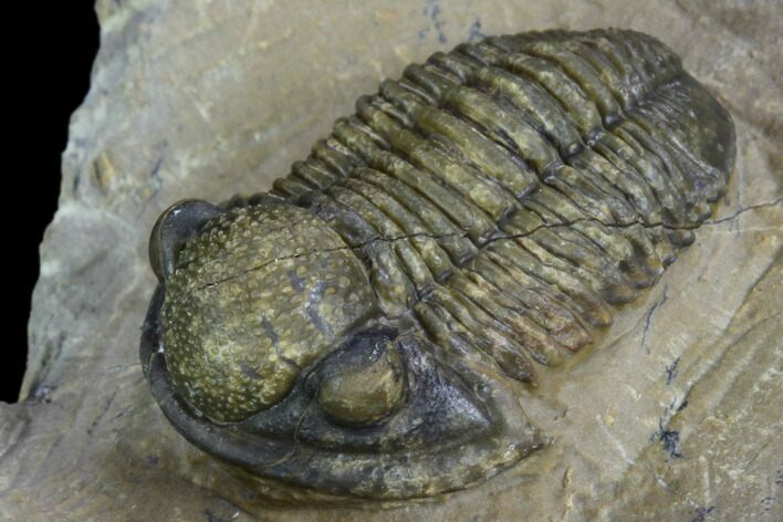 Gerastos Trilobite Fossil - Foum Zguid, Morocco #126316